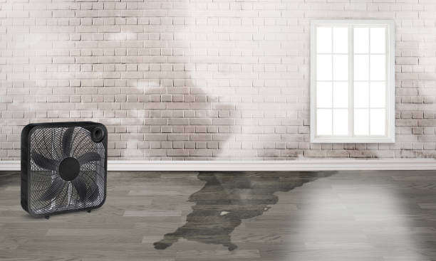 Best Basement water damage restoration  in Lavon, TX